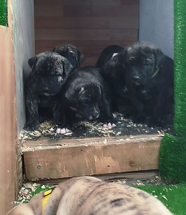 Преса Канарио Presa Canario