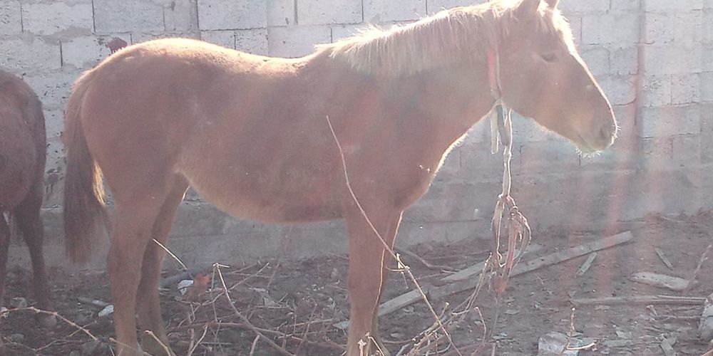 Продам согым 1.5 елi