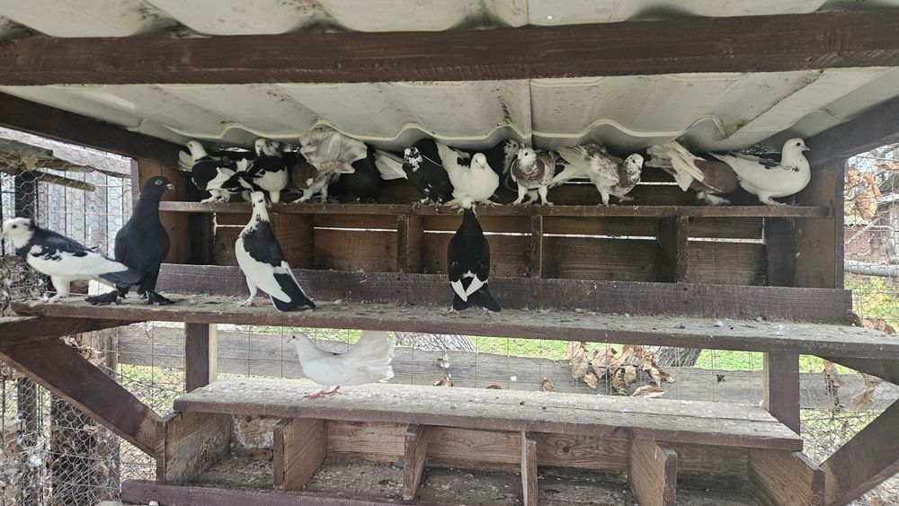 Vând 10 porumbei albi cu negru