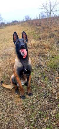 Femela Ciobanesc Belgian Malinois