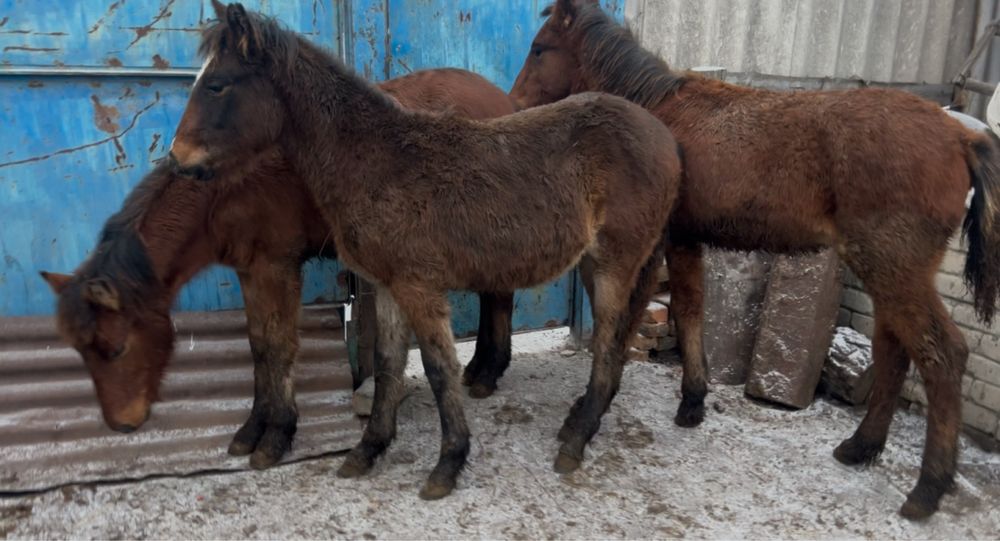 Прожам жеребят 3 головы