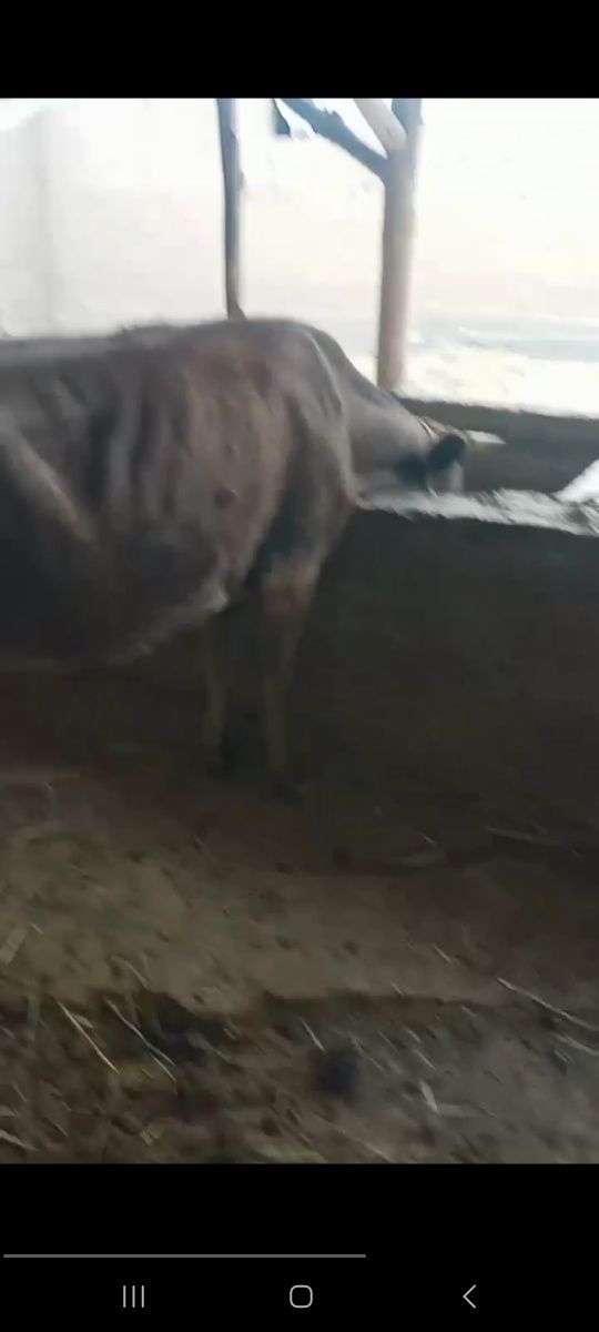 Гунажин 2 та г.Чирчик