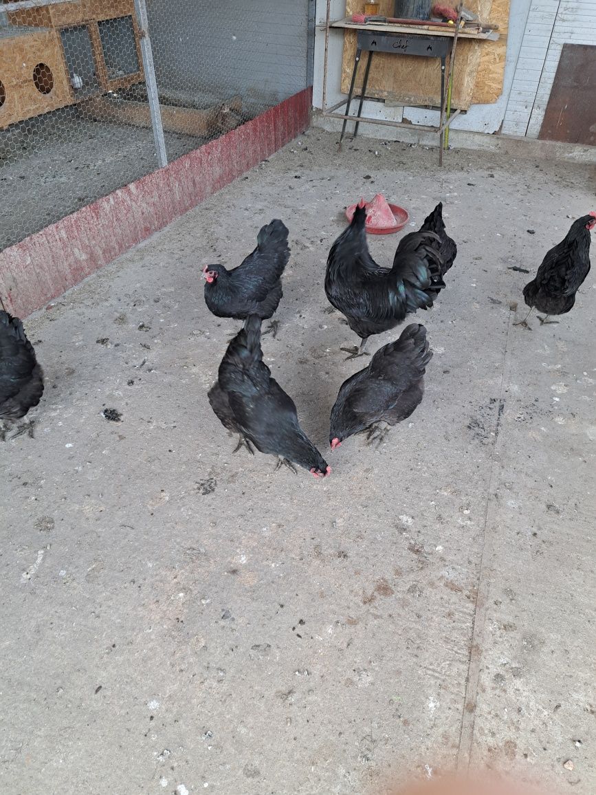 Ouă australorp negru