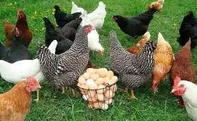 Продам домашних курей