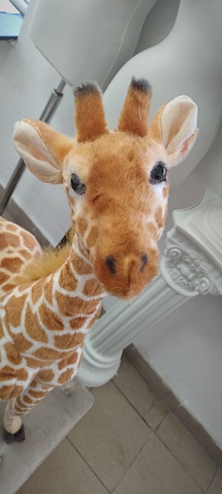 Girafa plus evenimente/ PhitoCorner Jungle