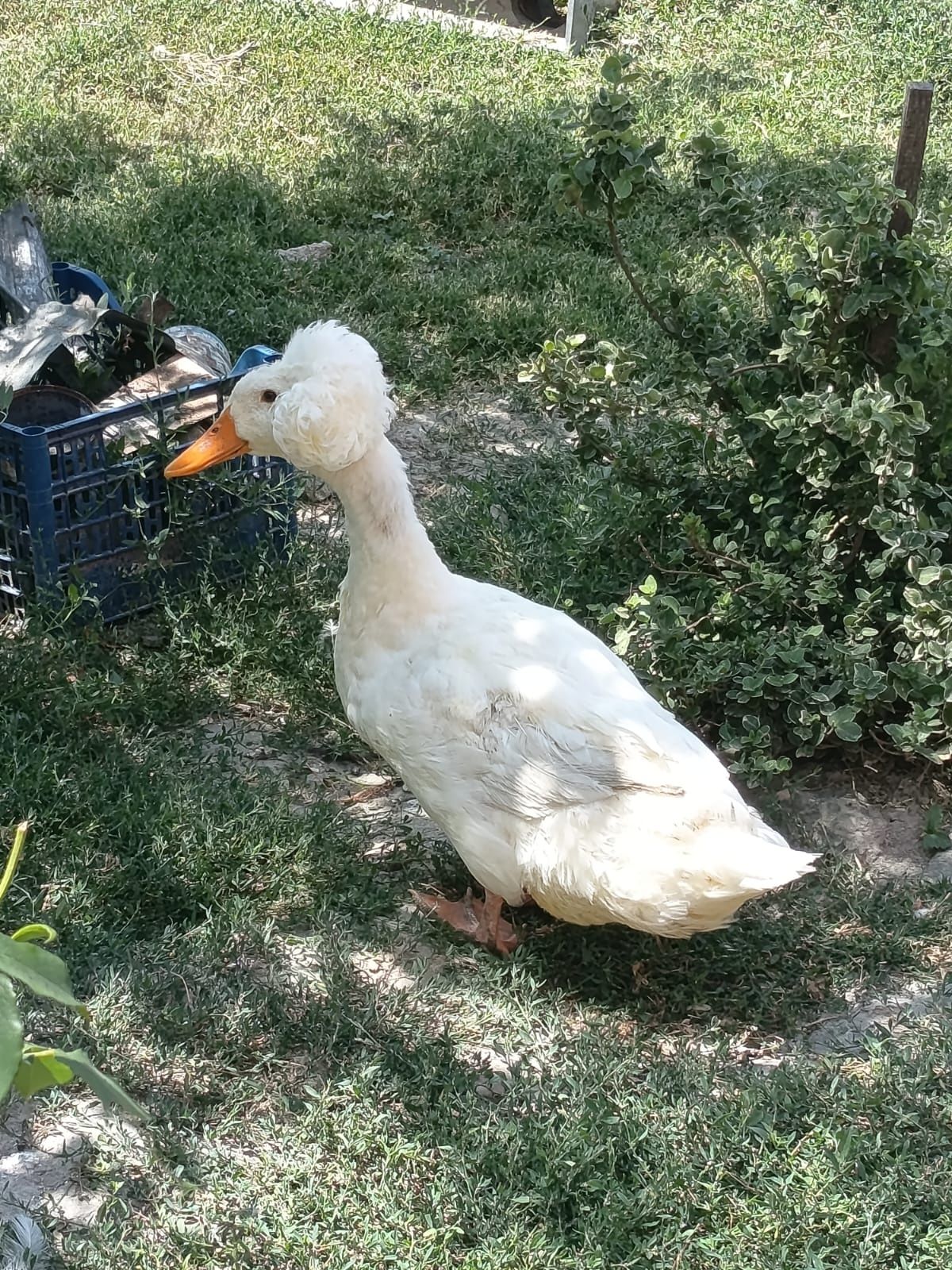 Vând rate galagiose cu moț