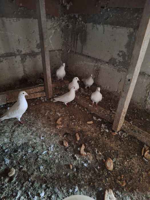 Vand porumbei voiajori/voltati albi