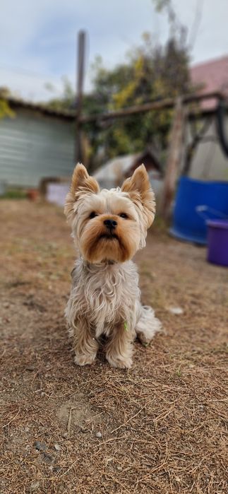 Вязка йорк 15 тыс