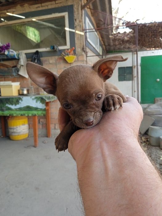 Продается щенки чихуахуа