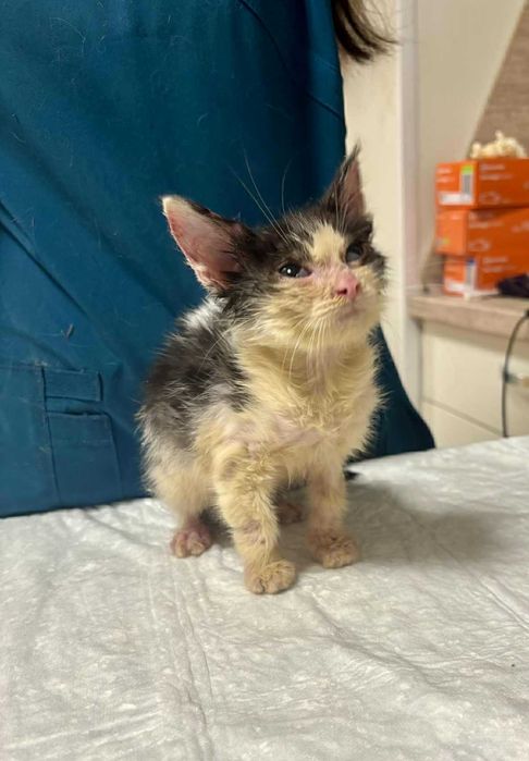 2-месечно момченце търси дом!