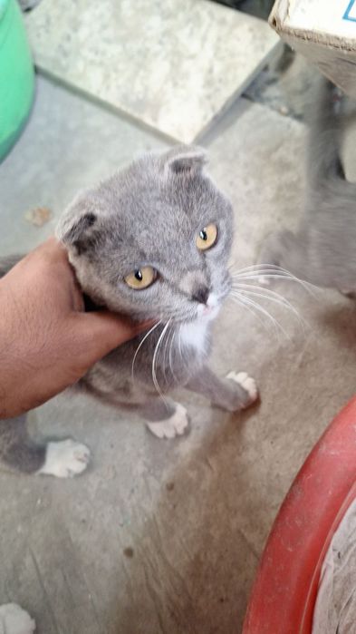 Skotish fold 500$ zotlisi