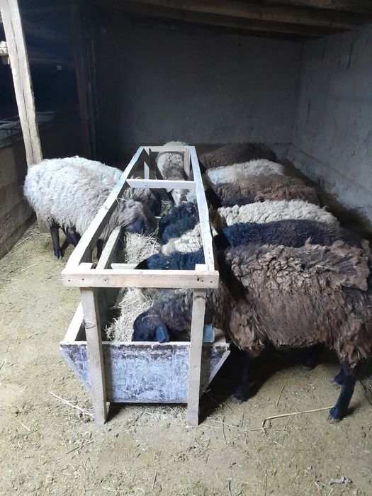 Қой сатылады біржайдан