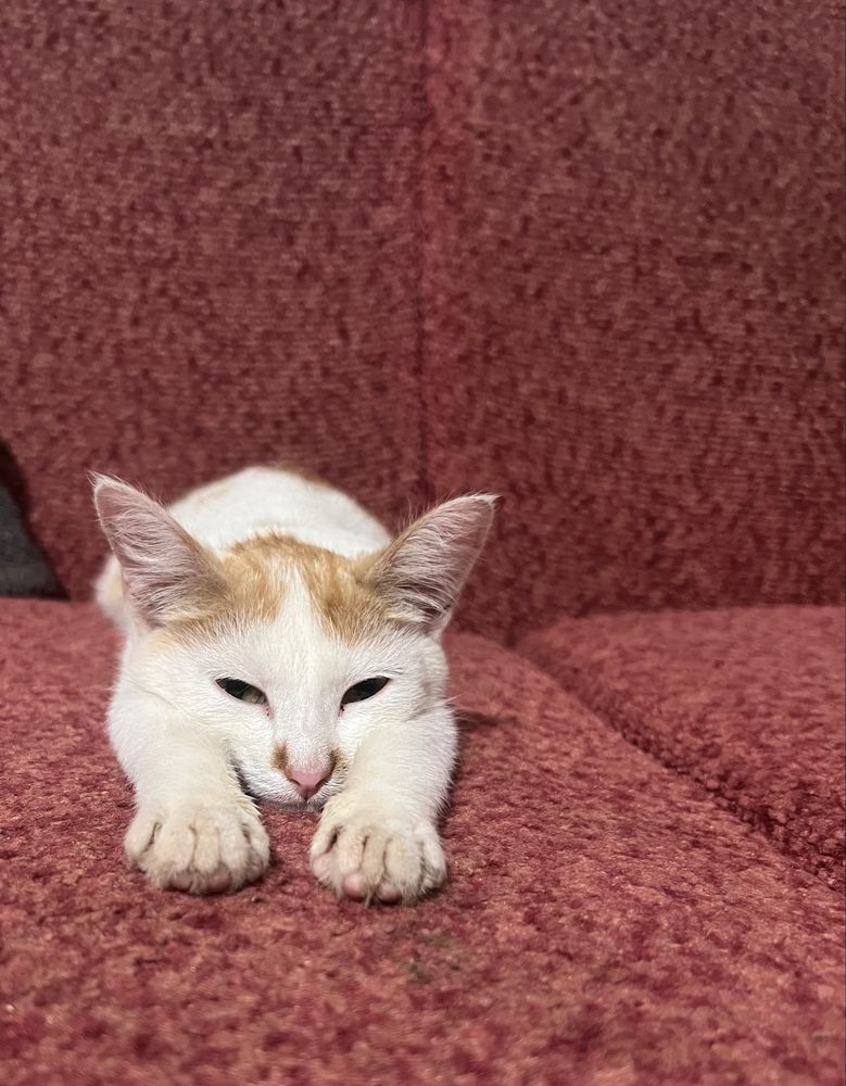 Кошку отдам добрые руки