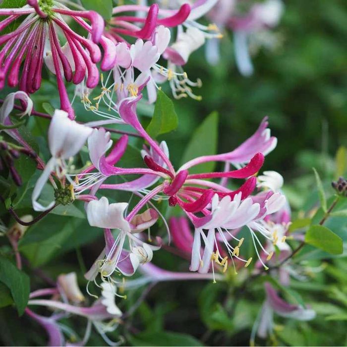 Mana Maicii Domnului (Lonicera japonica Red World) diferite culori