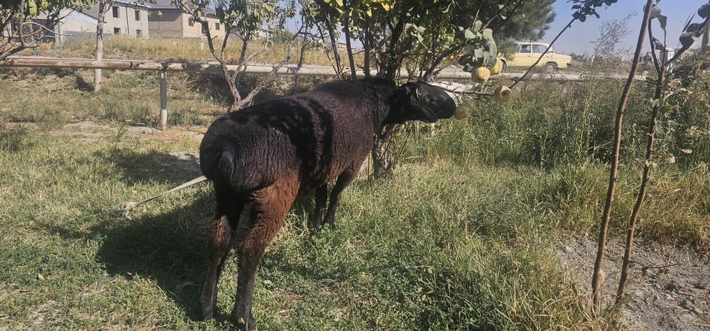 Кучкор сотилади.