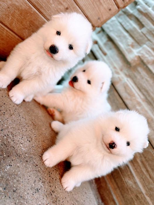 Se cauta familie iubitoare pui Samoyed