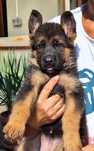 Pui ciobanesc german cu pedigree