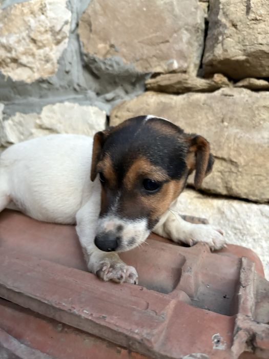 3 джак ръселчата търсят своите нови домове!