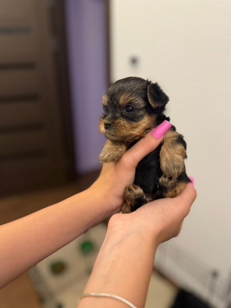 Vand puiuti Yorkshire Terrier Rasa pura