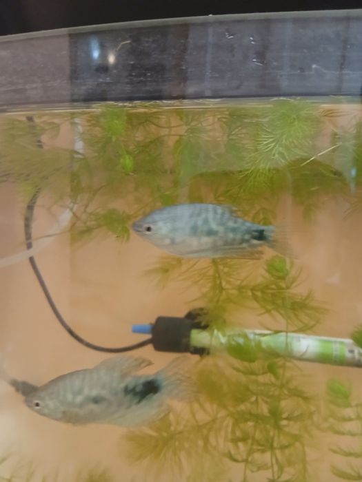 Продам рыб гурами самка и самец