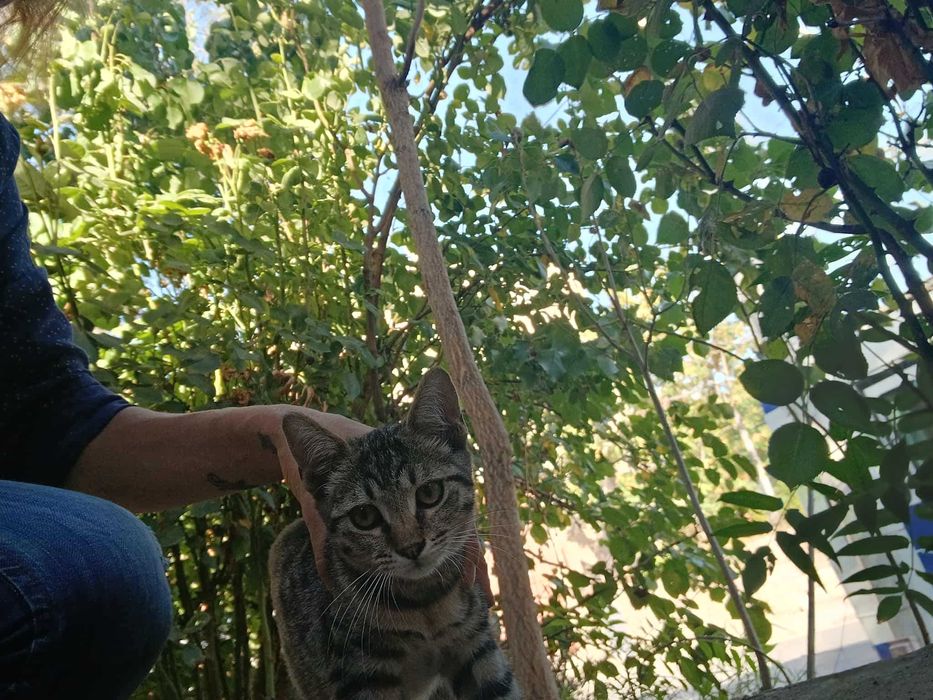 Котенца за осиновяване