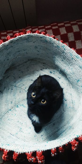 Мысык баласын тегин беремин. Шиели ауданы