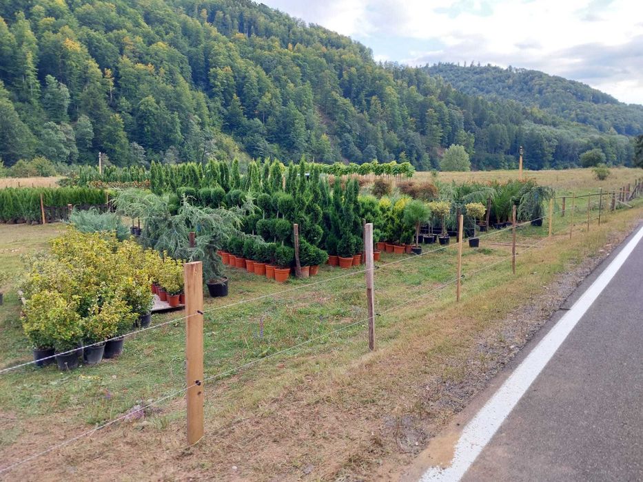 Tuia, Cupressocyparis Leylandii, Pon Pon, Spirala Leylandii