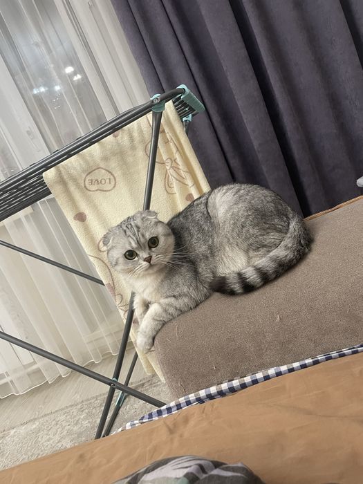Кошка Шатланская Вислоухая