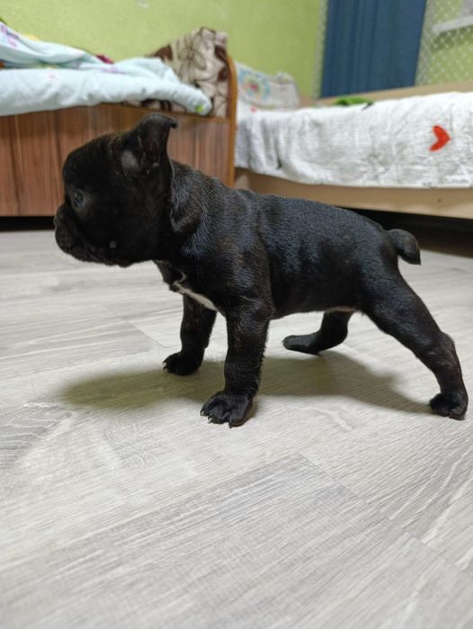 Щенок французского бульдога.