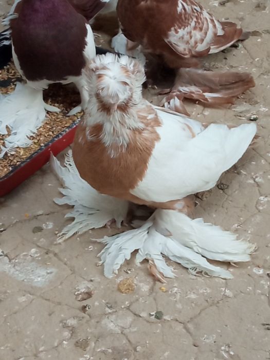 Продаются Бухарские барабанщики и якобинцы