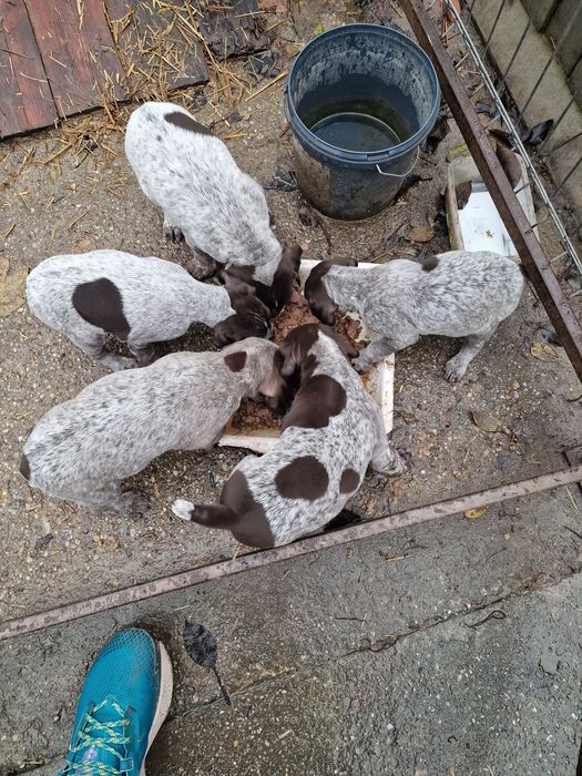 Brac german  6 săptămâni