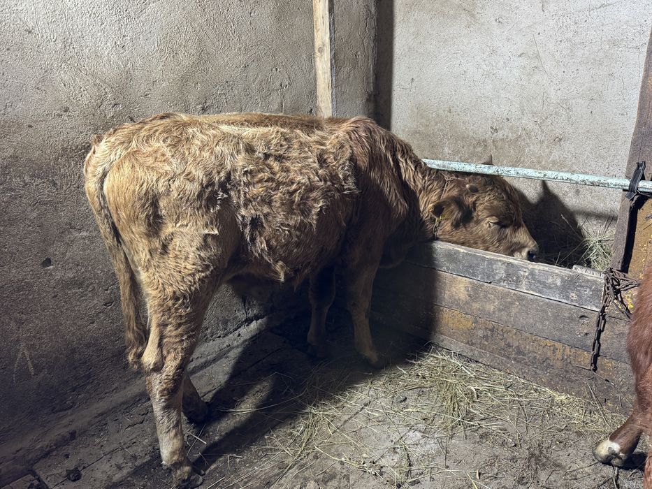 Бұзау сатылады.