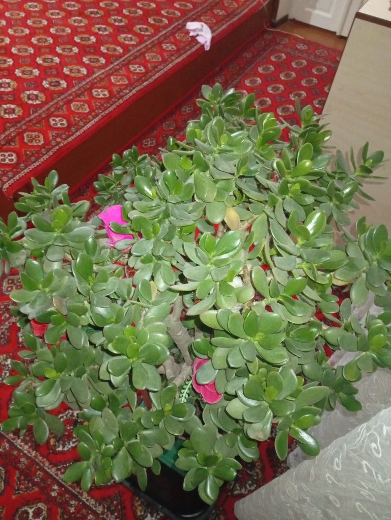 Gullar sotiladi.