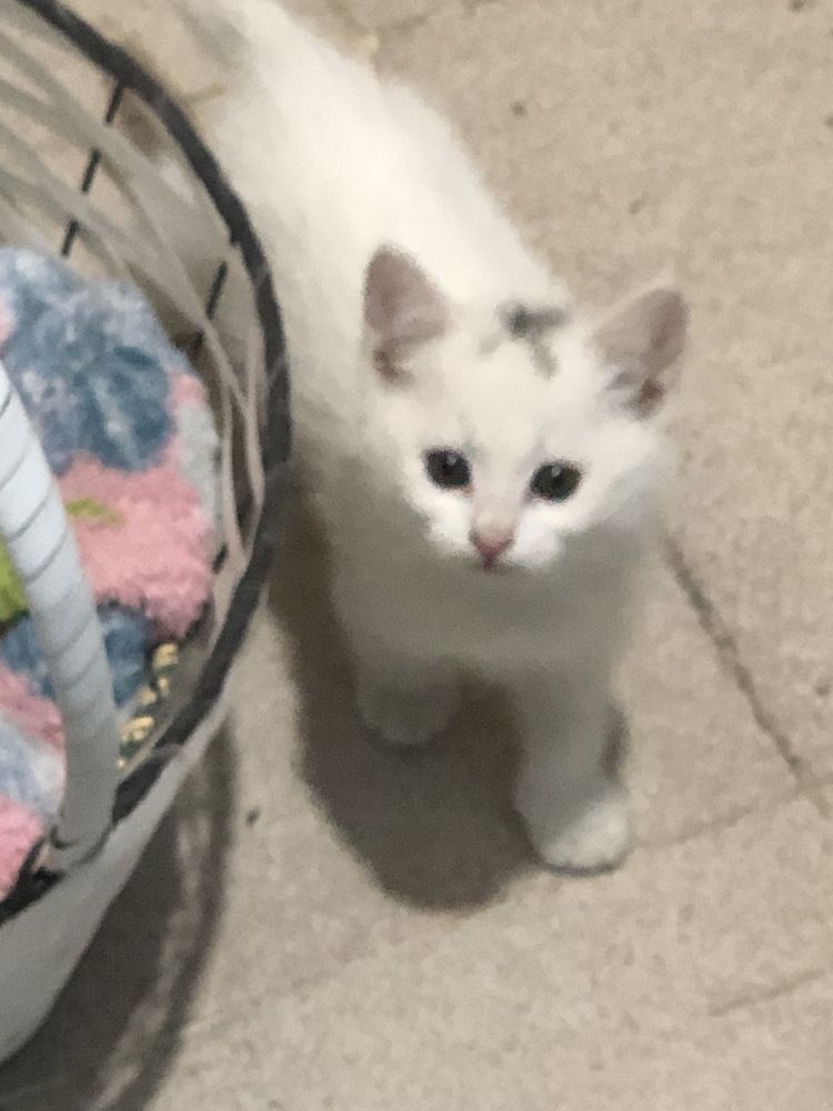 Котята, 3 месяца
