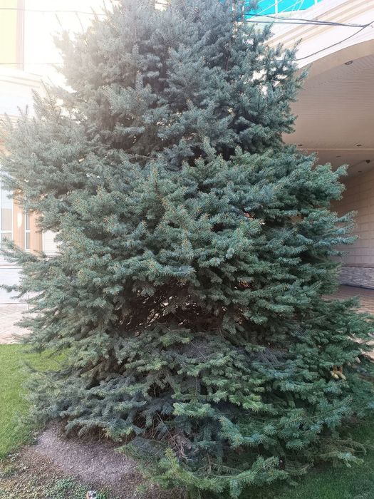 Продаю красивую ель