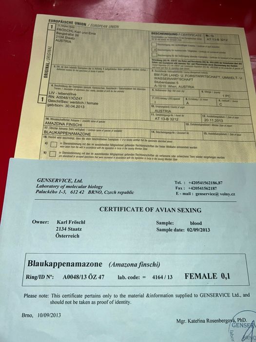 Amazon Vinci maturi caută o nouă casă