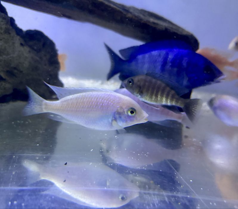 Цихлида белый дельфин