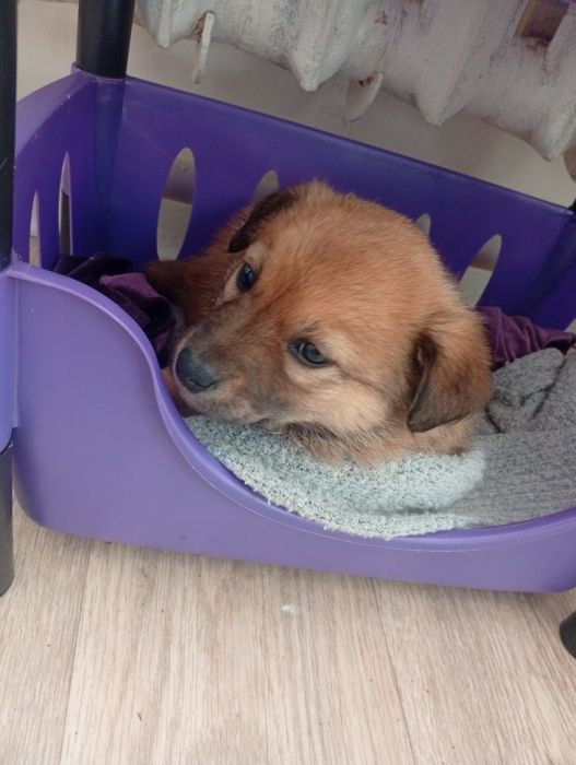 Бесплатно Щенок Девочка. Сергели