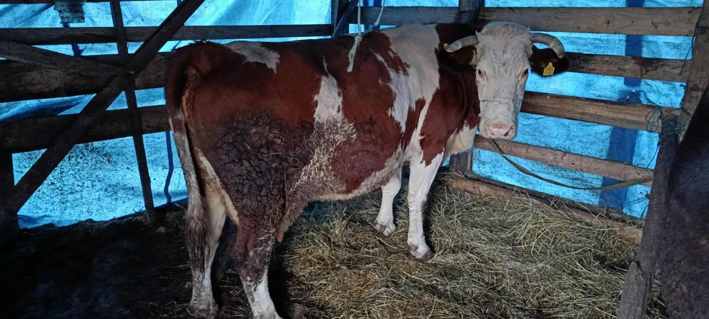 Vaca de vânzare gestanta