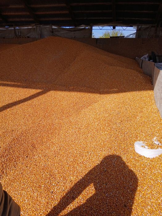 Vând porumb uscat extra calitate