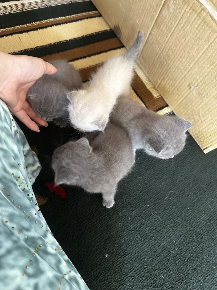 мушукчалар шакландискы