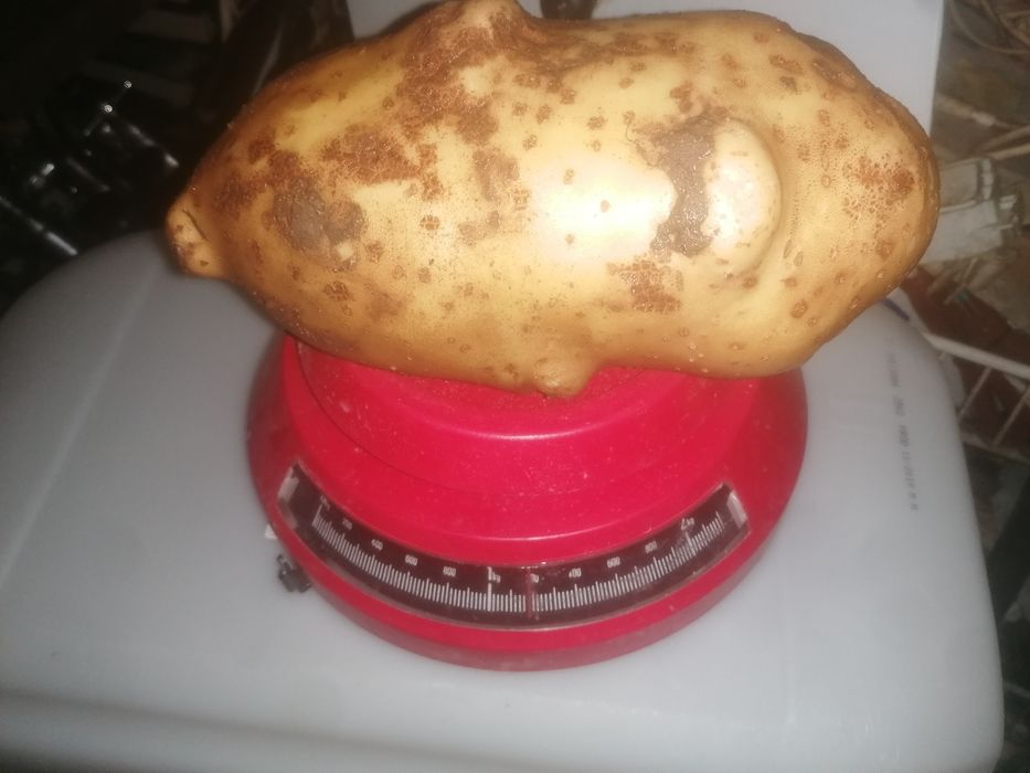 картофи за пълнене