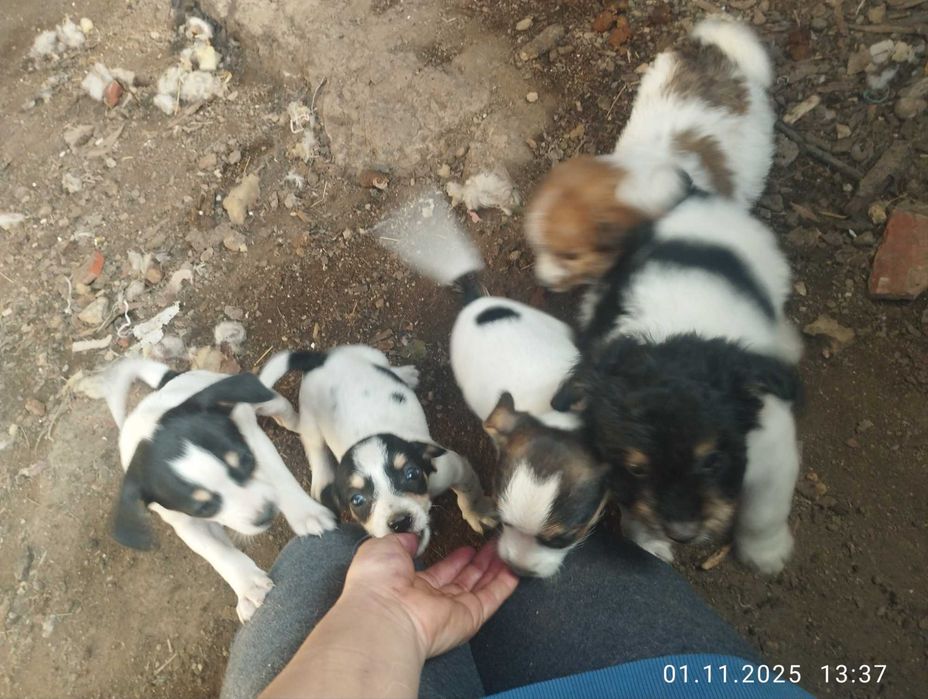 Donez cățeluși foarte jucăuși și frumoși