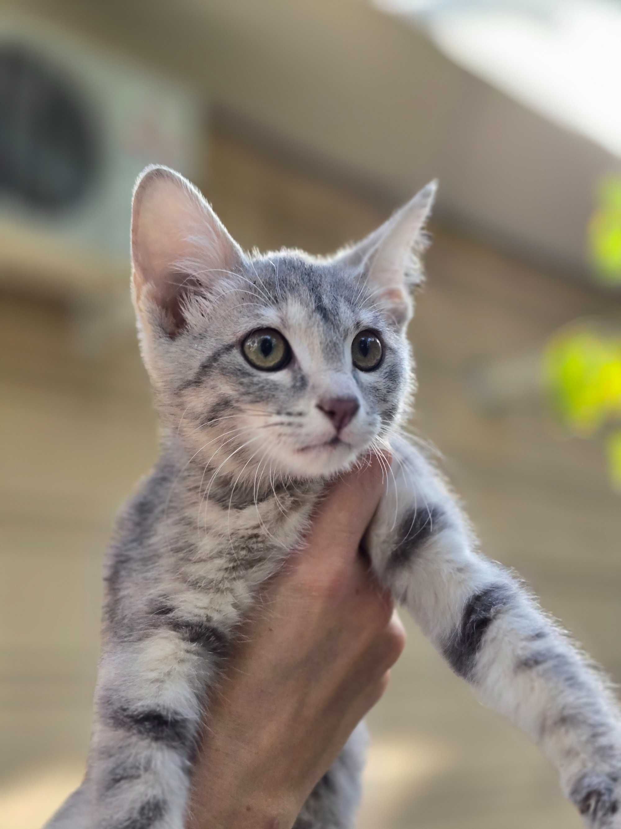 Котёнок, девочка, 3 месяца