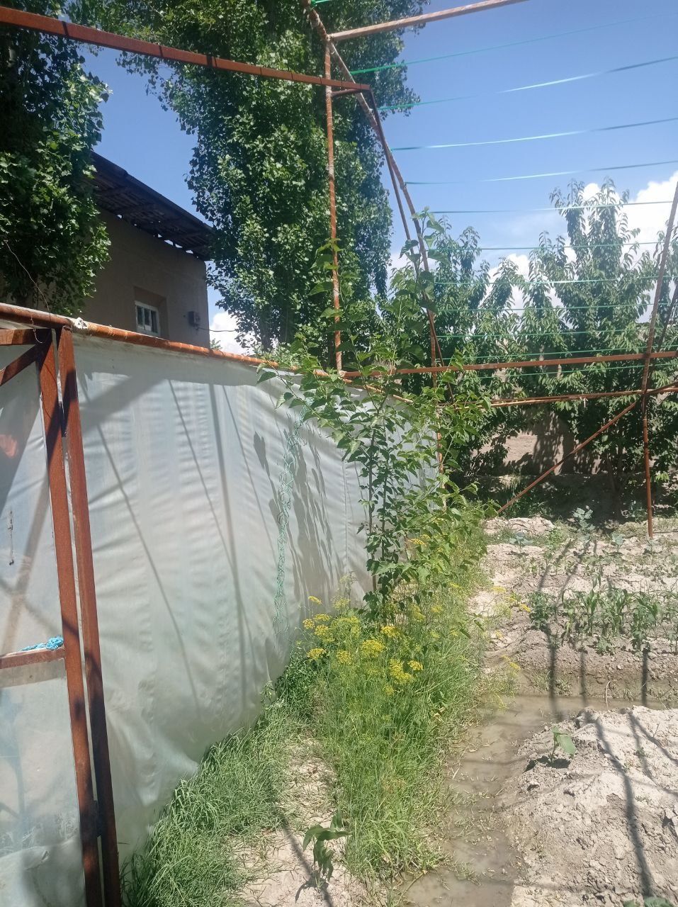 Теплица 2 сотиклик без келёнка