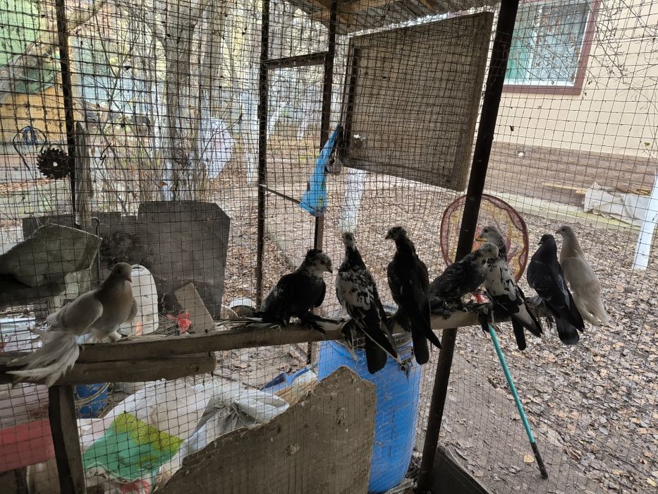 Молодые, Рябоголовые, Сочи