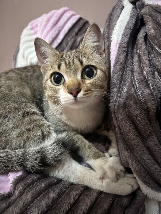 Котенок ищет дом