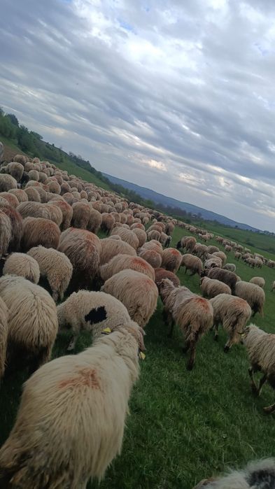Vând 20 de oii și doi berbeci