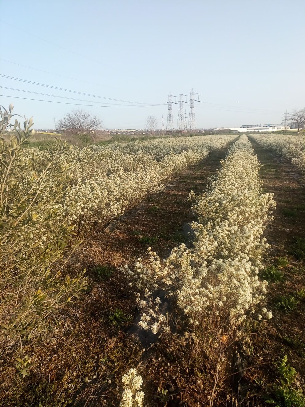 Vand afine bio naturale
