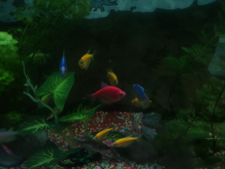 Acvariu complet cu pești ,plante și substrat